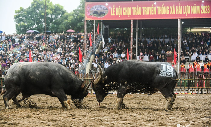 Trâu vô địch tại lễ hội ở Vĩnh Phúc được xẻ thịt bán 5 triệu đồng/kg